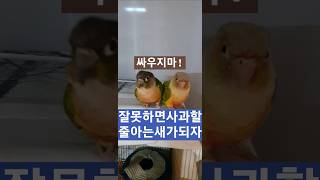 사과하는모습도사랑스럽#코뉴어#썬코뉴어#퀘이커#앵무새#사랑앵무#모란#왕관#parrot#퀘이커