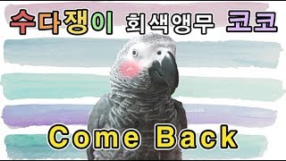 [수다쟁이 회색앵무 코코] EP29. 오랜만에 코코가 …
