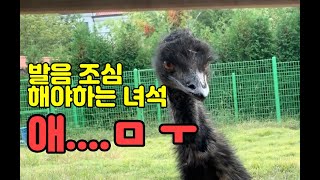 희귀새 왕국 오월드 버드랜드 feat 발음 조심해야 하…