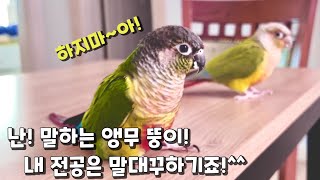 쫑알쫑알 엄마말 따라하며 말대꾸 장난아닌 앵무새!? #…