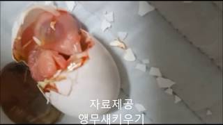 앵무새 알 부화장면  ( Parrot eggs hatched )
