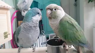 공서연.앵무새  결투.코뉴어vs퀘이커.2020.5.26