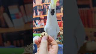 아기 코카투 앵무새들이에요