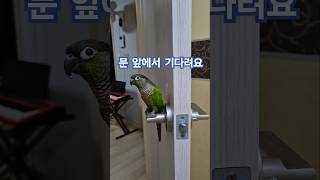 코뉴어앵무새#하랑이#하봉이#parrot#cute