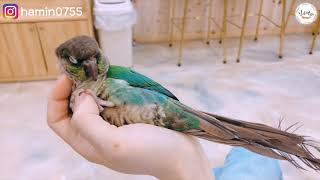 마음이 편안해지는 영상(코뉴어 긁긁)