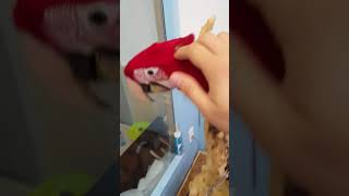 진영 앵무새 마을 앵무새 카페 홍금강 앵무새 터치하기