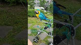 날씨 좋은 날 산책 #앵모차 #청금강앵무새