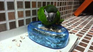 hahns macaw 한스마카우 해씨먹기