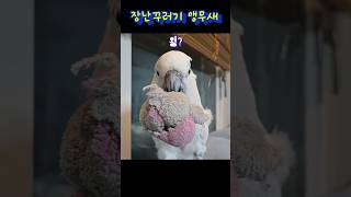 장난꾸러기때시기  #집사위에앵무새 #cockatoos #parrot #birds