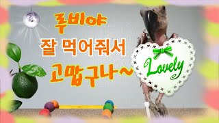 사랑하는 딸래미 루비 아가씨 보여드립니다~ [연구대상앵무새똘이]