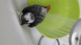 앵무새 수리의 생애 첫 목욕^^