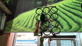 산토끼 부르는 장수ㅣ앵무새 노래ㅣ앵무새 브이로그