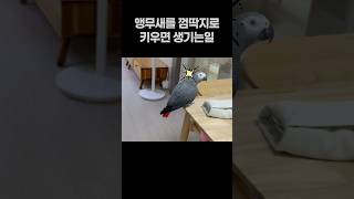 앵무새를 껌딱지로 키우면 생기는 일  회색앵무 잠바
