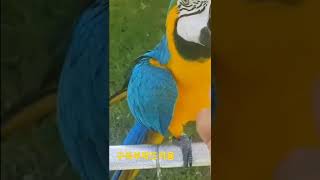 청금강앵무새 대박이 #shorts
