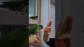 코뉴어앵무새#하랑이#하봉이#parrot#cute