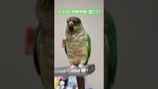 키위와 뽀삐뽀삐 챌린지Kiwi and Poppi Pop…