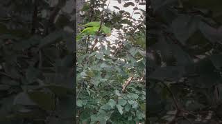 소다팝 같은 노랑머리 아마존 앵무새 ￼