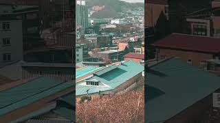 청금강 겨울이 가을이 자유비행 #앵무새 #마카우 #청금강 #macaw