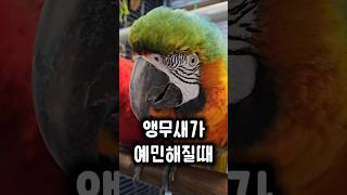 대형 앵무새를 키울 때 조심해야 하는 이유 #앵무새 #참을인