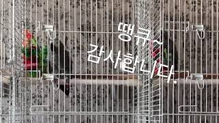 말하는 회색앵무 루이