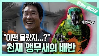 먹튀(?)한 천재 앵무새의 배신극! 자식처럼 키워봐야 다 소용없다?┃Genius Parrot Betrays His Owner & Makes His Dad Sad