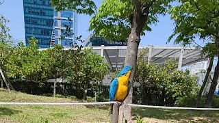 루카랑 Bifc 산책중