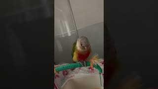 소망이의 일상(코뉴어)