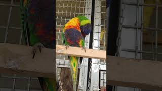 숫놈들은 아무 쓸모 짝에도 없네 오색이와 목도리 암컷은…