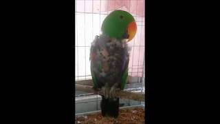 self injury Eclectus parrot th…