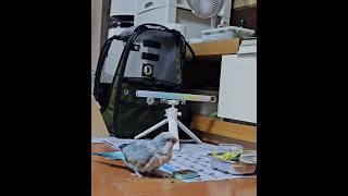 [퀘이커 앵무] 사랑이 똥꼬 내리세요 #parrot #…