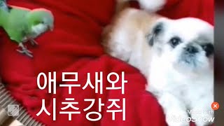 #앵무새#시츄#시츄강쥐#퀘이커앵무새