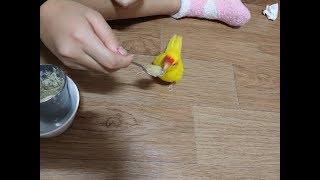 앵무새를 잘 키우려면 5 (앵무새가 다른종과 짝짓기하면…