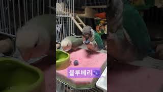 블루베리간식 #parrot #앵무새#목도리앵무새 #코뉴…