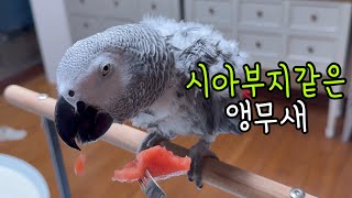 멍 때리고 보는 앵무새 먹방 