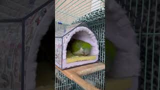 내집이예요~ 진짜진짜예요 #앵무새 #퀘이커 #parro…