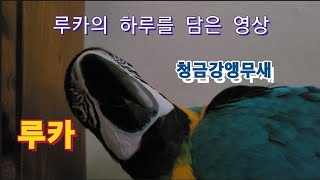 청금강앵무새 루카의 하루