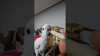 귀농귀촌 앵무새 이유식먹기