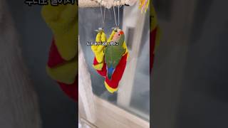 양말 앵무새가 응가싸는 방법