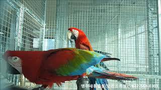 홍금강앵무새 번식조 (Green winged macaw breeding pair)