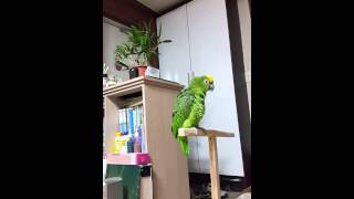 뽀뽀뽀 배우는 옐로우 크라운 아마존 amazone parrot