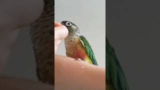 Parrot Conure Poni&amp;Poki   …