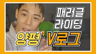 양평 페러글라이딩 패러글라이딩 앵무새와 같이 떠나는 여…