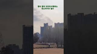 #비행하면서-빵야빵야외치는-한스마카우-철수는-똑띠기