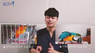 앵무새 입질!, 도대체 왜 하는걸까?? 전문가가 말하는 앵무새 입질 첫 번째 이야기