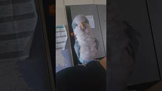 [퀘이커 앵무] 어깨 깡패 | 안내려옴 #parrot …