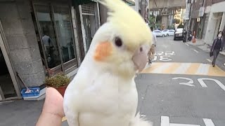 루루랑 잃어버린 Gps 찾으러가는길