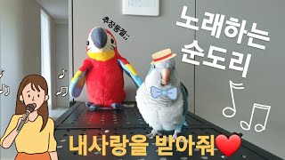 퀘이커앵무새 순도리♡부츄 (추장이에게 프로포즈 세레나데~)박재란의 둘이서트위스트^^