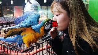 청금강 앵무 개인기 수준ㄷㄷ 쟤 앵무새 아닐지도 몰라!…