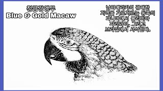 청금강앵무 Blue & Gold Macaw. pen drawing