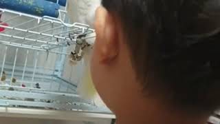 까꿍해주는 코카투 앵무새